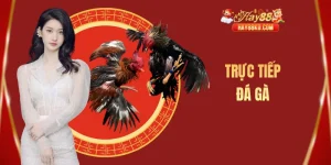 Trực tiếp đ&aacute; g&agrave;